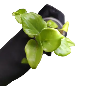Baby Philodendron xanadu 3